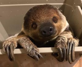 animal magic sloth.jpg