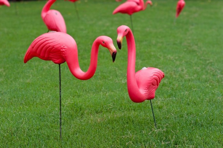 flamingo4.jpg